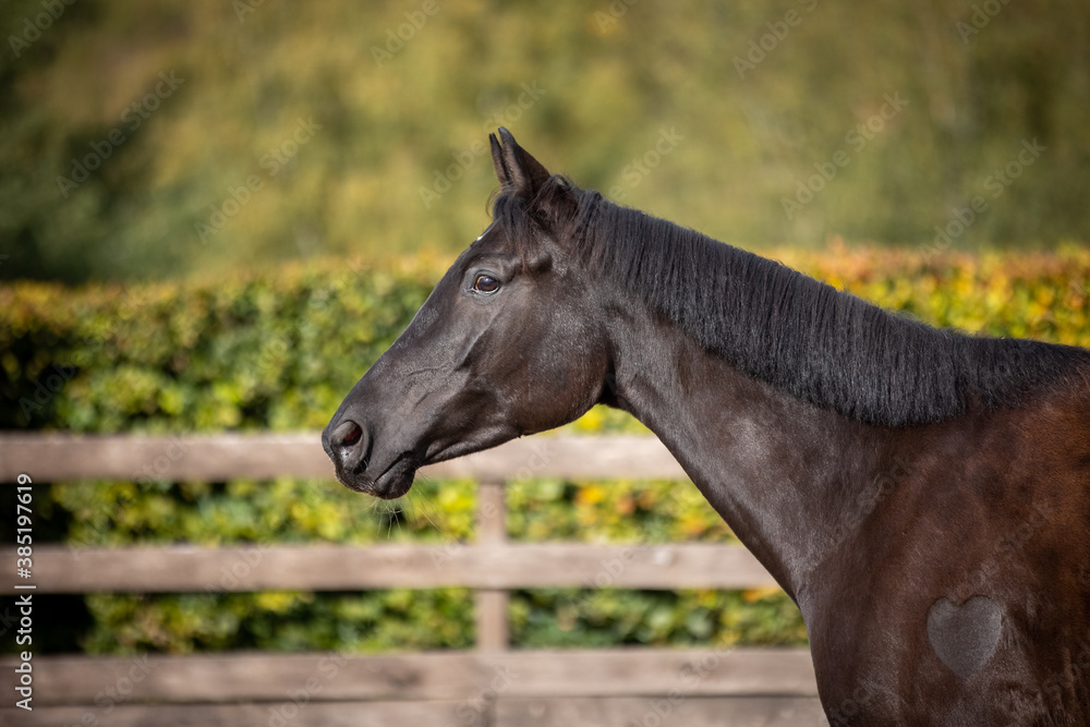 Fototapeta premium Horse black in portraits with neck from the side with smooth mane..