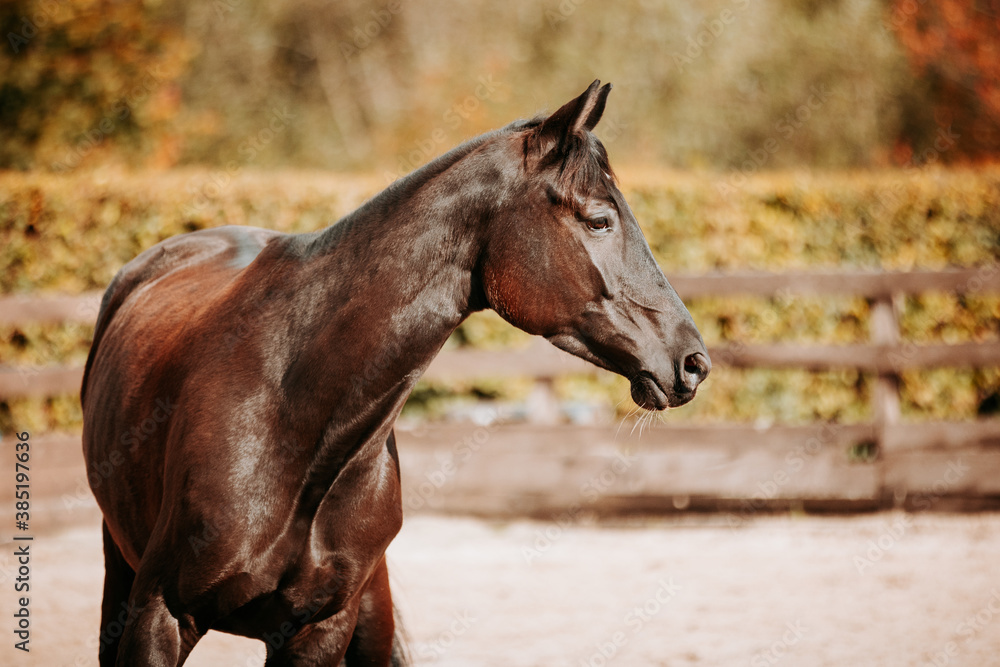 Horse black partial view from the front looking to the left in the autumn light on the riding arena.. Horse black partial view from the front looking to the left in the autumn light on the riding arena..
