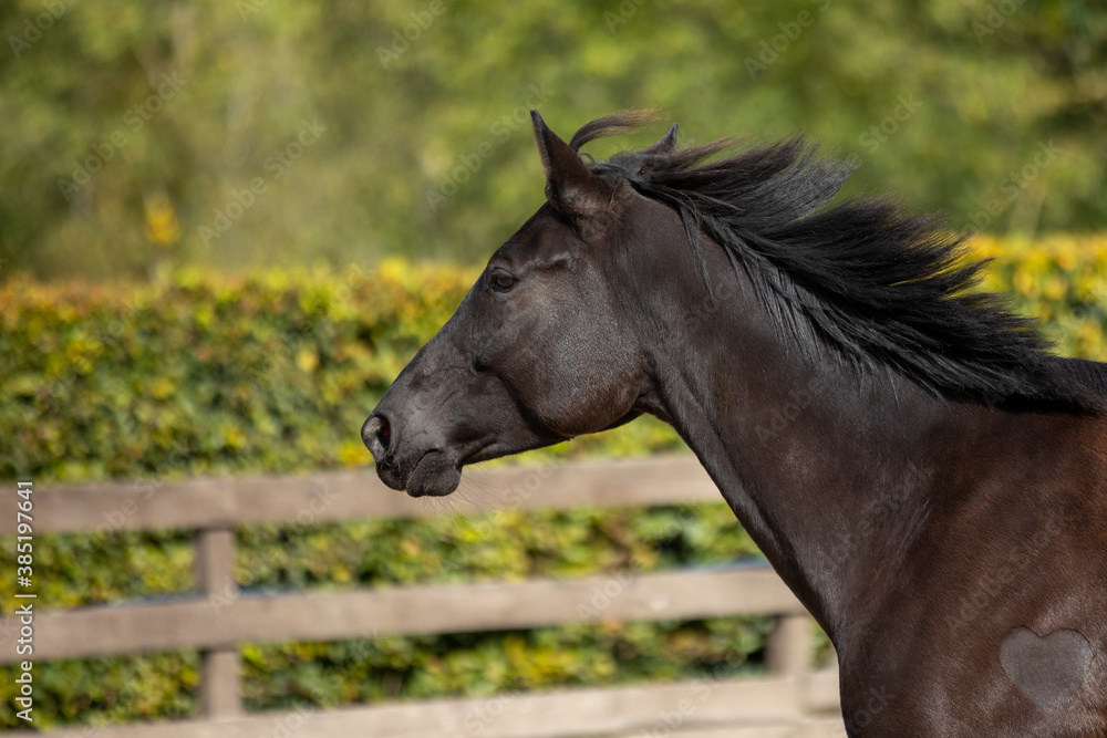 Horse black in portraits with neck from the side with waving mane.. Horse black in portraits with neck from the side with waving mane..