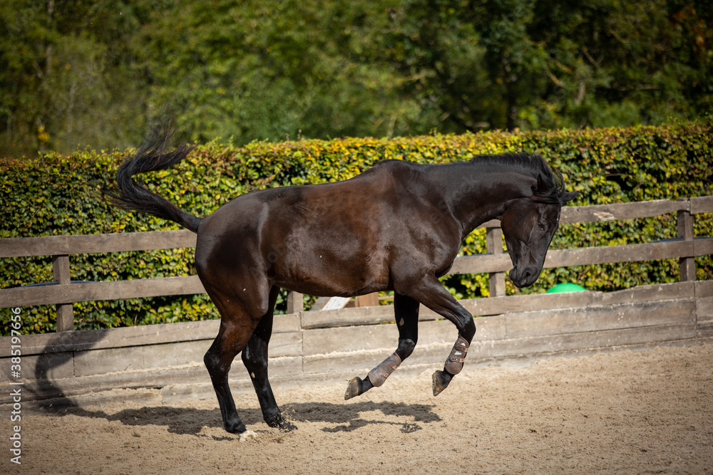 Horse black jumps exuberantly over the riding arena.. Horse black jumps exuberantly over the riding arena..