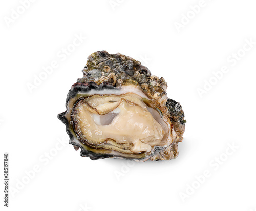 oysters an isolated on white background