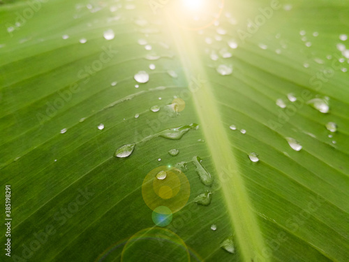 Water droplets on the leave...