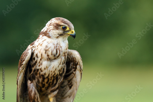 The saker falcon (Falco cherrug) portrait. Portrait of a big falcon with a green background. © Karlos Lomsky