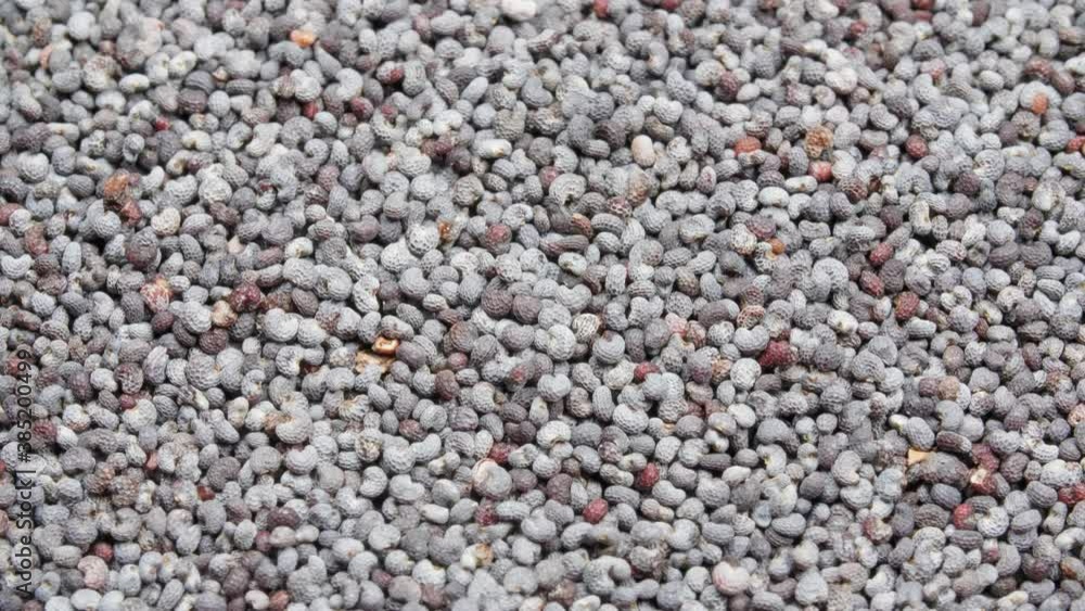 Poppy grains close-up. The background is made of poppy seeds. Extreme macro.