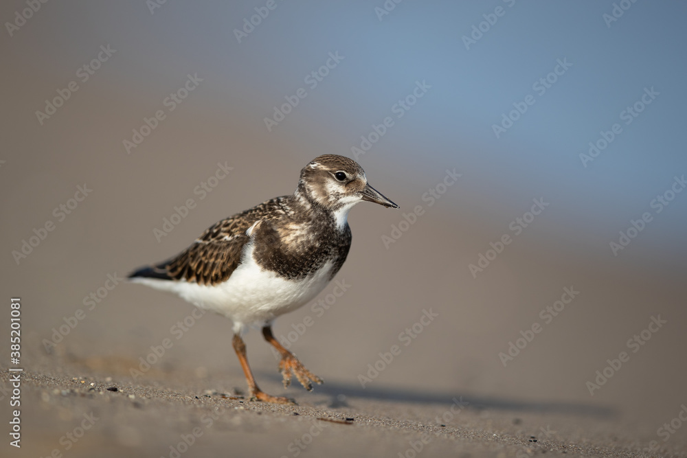 Juvenile ruddy turnstone on the beach at Baltic sea Juvenile ruddy turnstone on the beach at Baltic sea