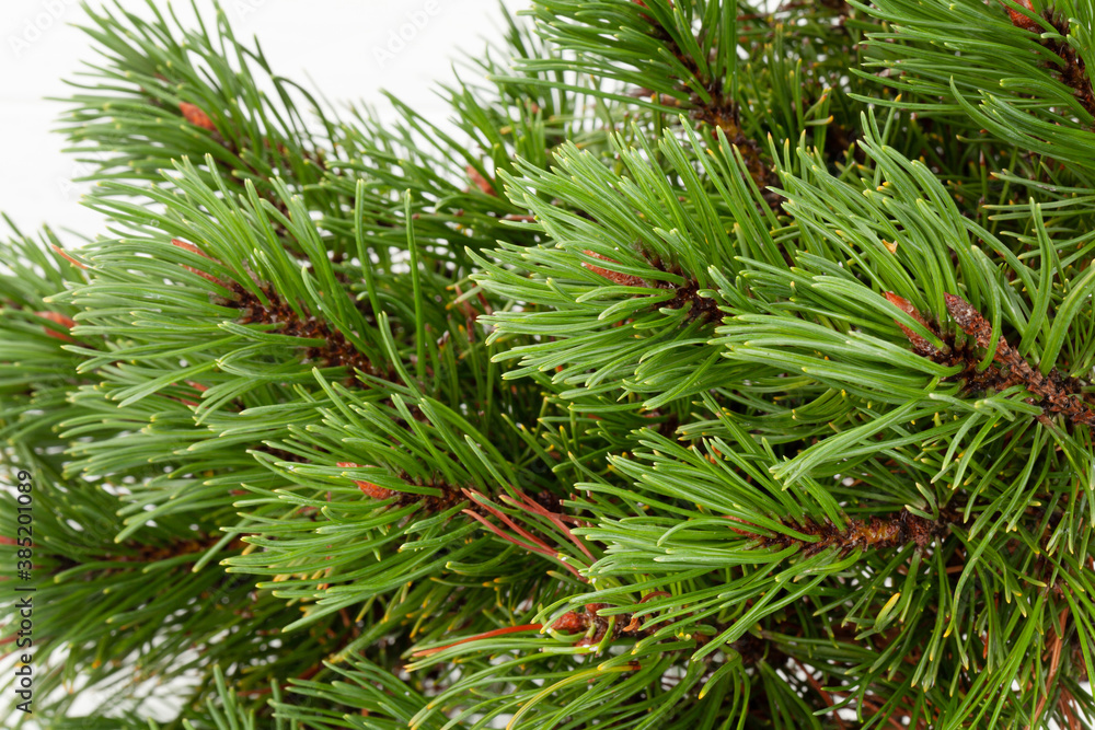 Christmas greeting card with fir tree Christmas greeting card with fir tree