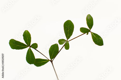 Beautiful Ivory Coast Almond branches isolated on background.