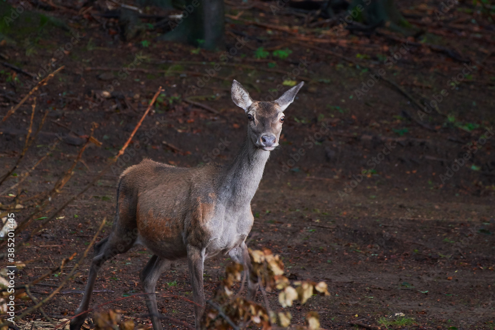 Female red deer in amazing Carpathian forest, Slovakia, Europe Female red deer in amazing Carpathian forest, Slovakia, Europe