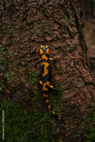 La espalda de una salamandra de fuego 
