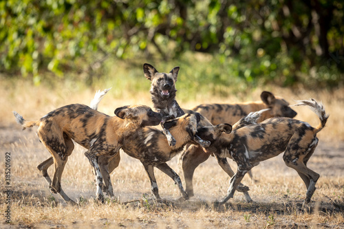 Pack of wild dogs greeting each other in Khwai River in Botswana
