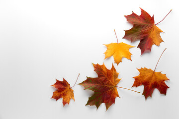 Various multicolored autumn leaves isolated on white background. Season, minimal, autumn card, thanksgiving texture, fall background concept. Flat lay, top view, copy space..
