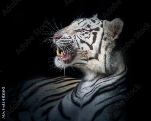 The white tiger's face was staring and roaring.
