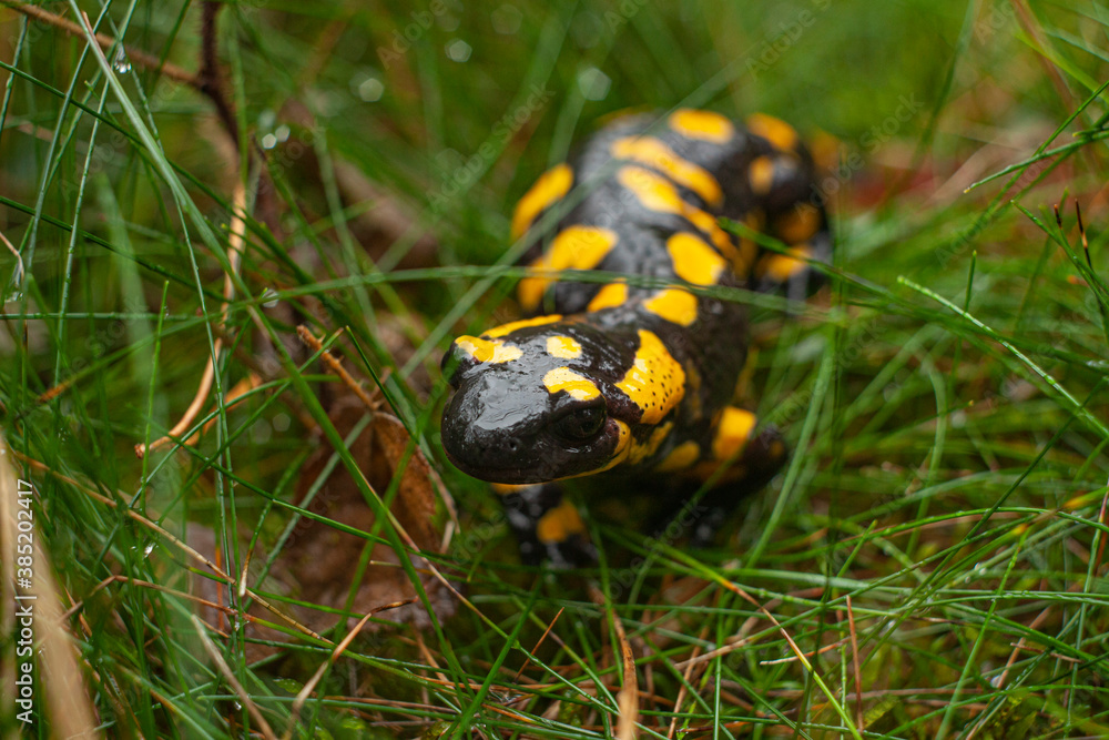 Salamandra de fuego tomando la lluvia en pleno bosque Salamandra de fuego tomando la lluvia en pleno bosque