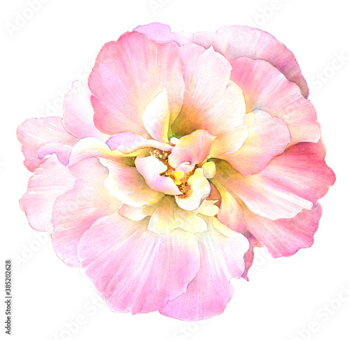 Flowers watercolor illustration. Manual composition. Big Set watercolor elements.