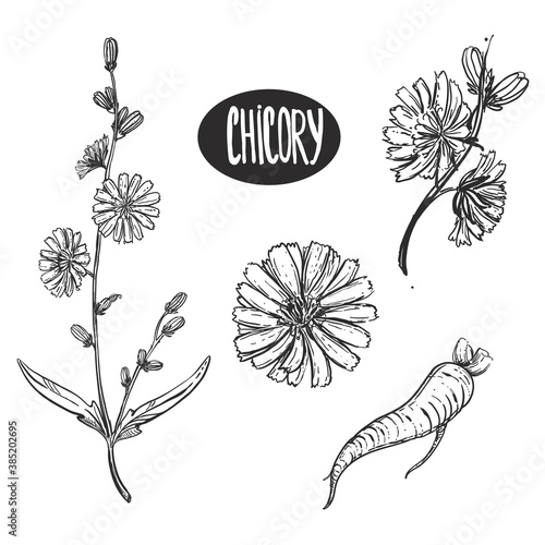 Hand drawn sketch black and white set of chicory flower, root and seed. Engraved vector illustration. Elements in graphic style label, card, sticker, menu, package, poster.
