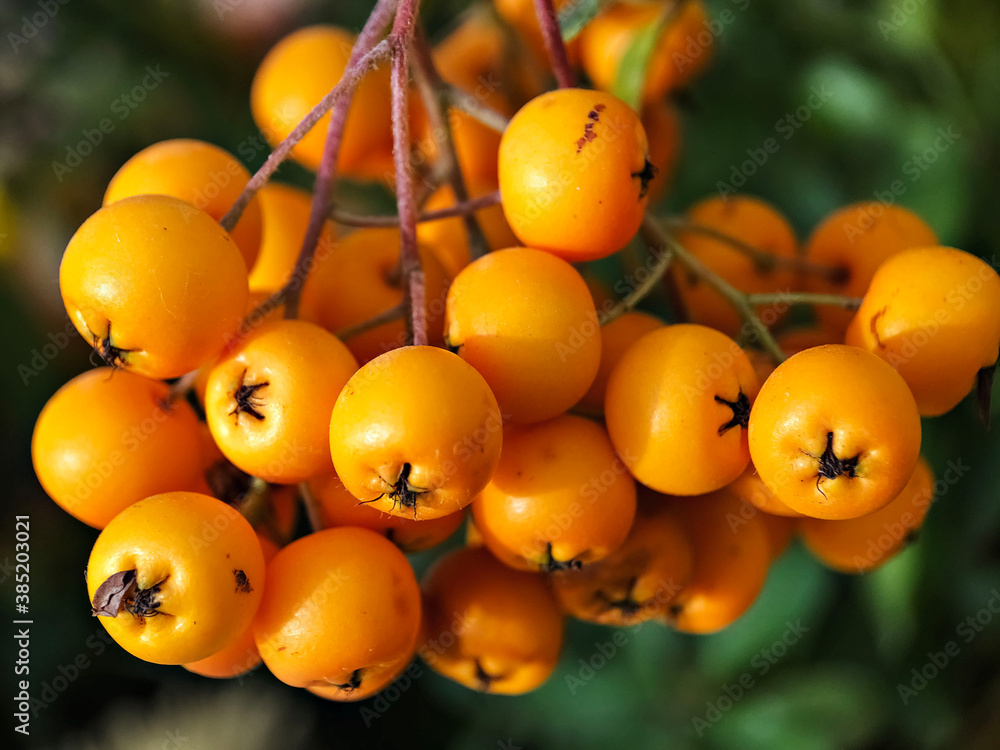 A bunch of yellow ripe berries Pyracantha
