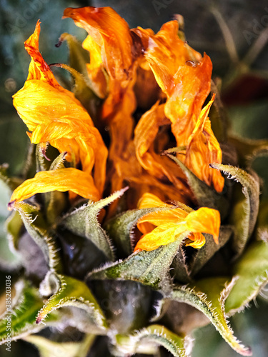A blooming sunflower flower that looks like a flame of fire