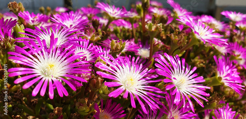 Pink flowers Delosperma cooperi or Malephora crocea on the sunny day. photo