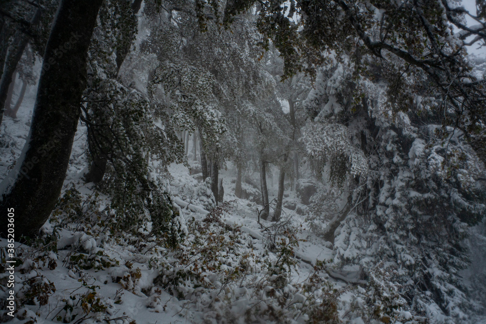 Bosque con las primeras nevadas en los alpes austriacos Bosque con las primeras nevadas en los alpes austriacos