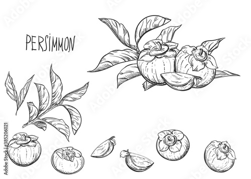 Hand drawn sketch black and white set of persimmon  date plum  leaf. Vector illustration. Elements in graphic style label  card  sticker  menu  package. Engraved style illustration.