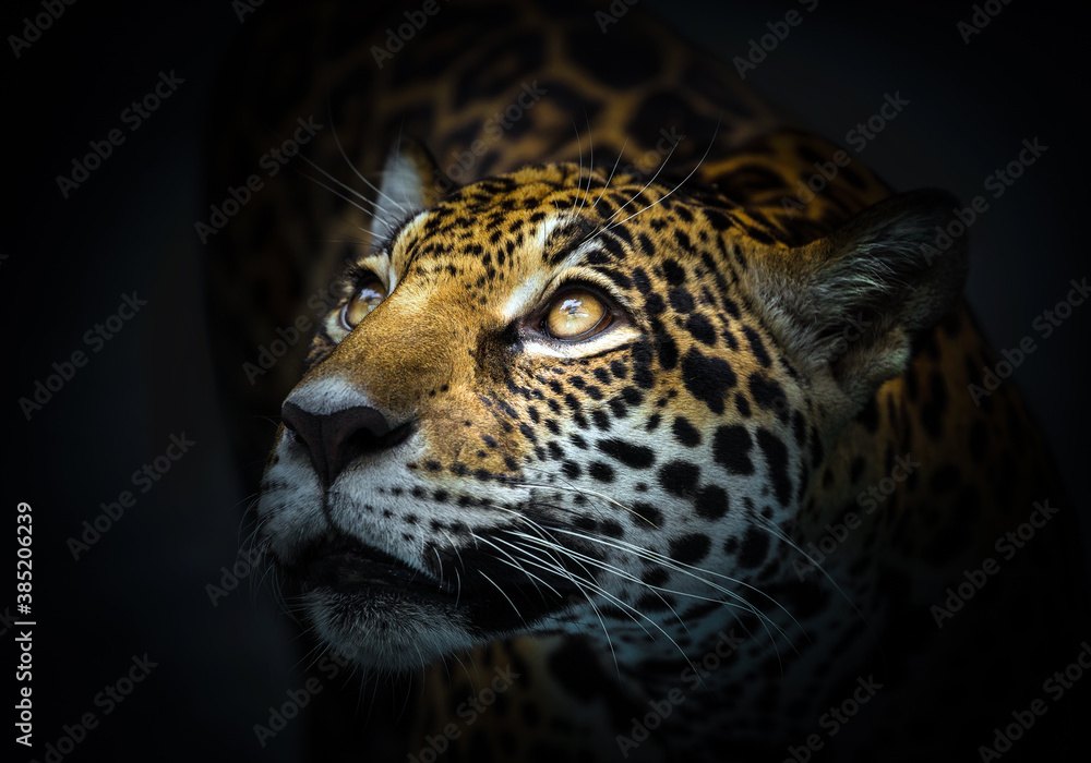Obraz premium The leopard's face was staring.