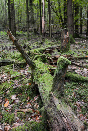 Seelbach, Tretenbach, Vorberzone des Schwarzaldes: Wald mit Naturverjüngung. photo