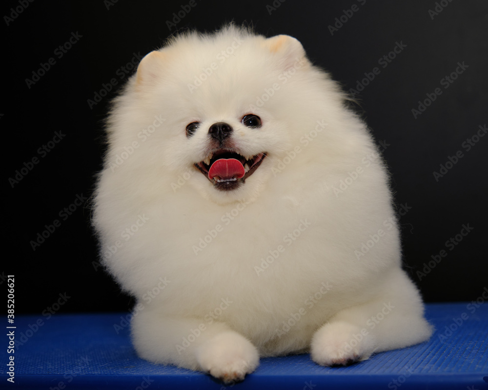 Cute Pomeranian dog shows off its shape after a haircut. The concept of the promotion of haircuts and care for dogs.