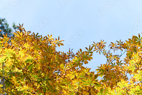 Colorful autumn leaves and branches against the blue sky and sun. Season  nature  autumn card  thanksgiving  fall background concept.Copy space  selective focus..