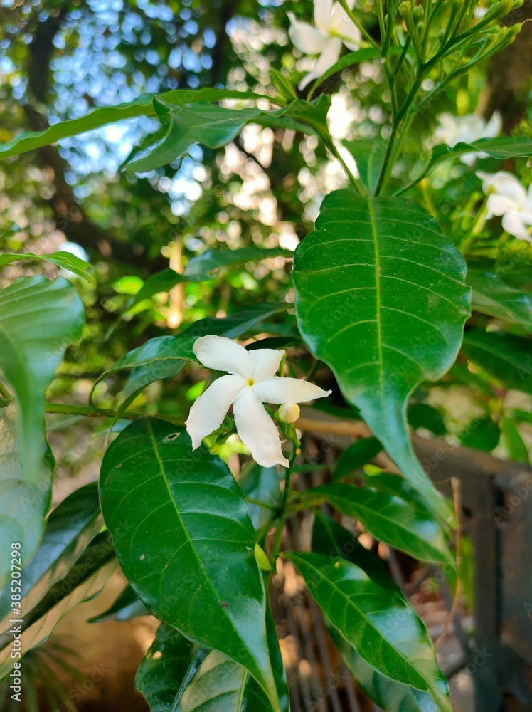 Obraz premium flowers of a tree