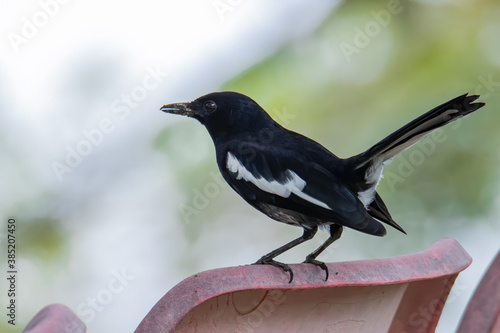 Nature wildlifd bird of Orintal Magpie-robin photo