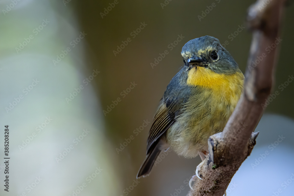 Fototapeta premium Nature wildlife bird species of Snowy browed flycatcher perch on branch which is found in Borneo