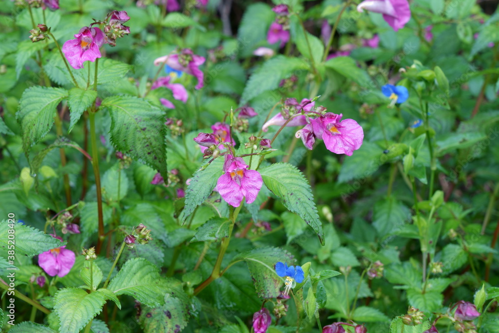 ユニークな形のツリフネソウの花が咲く ユニークな形のツリフネソウの花が咲く