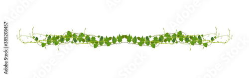 Heart shaped green leaves climbing vines ivy of cowslip creeper (Telosma cordata) the creeper forest plant growing in wild isolated on white background, clipping path included.