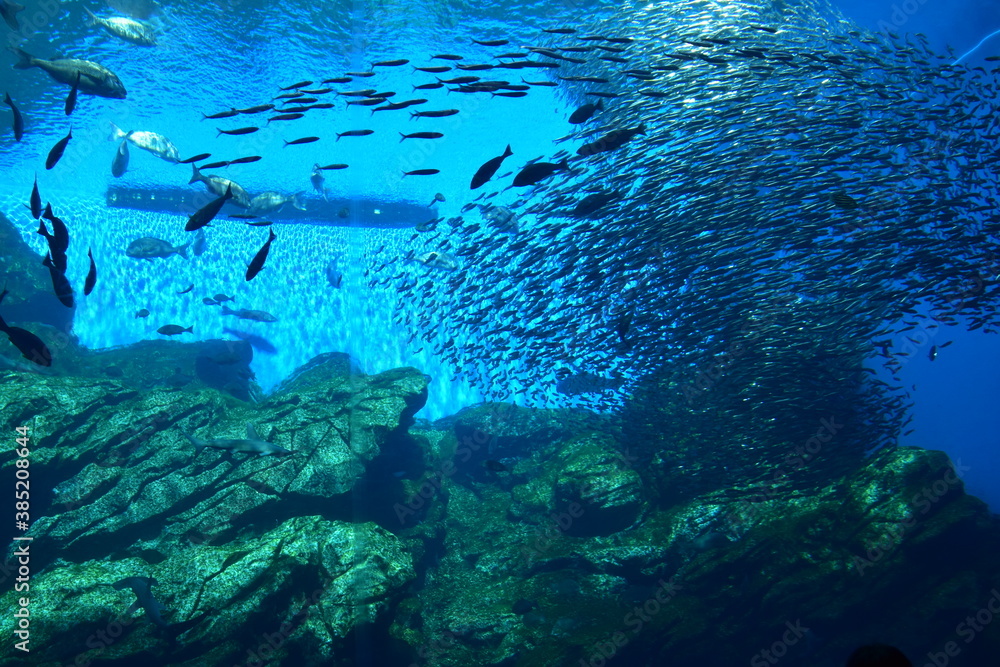 Fototapeta premium Aquarium in Sendai City, Japan
