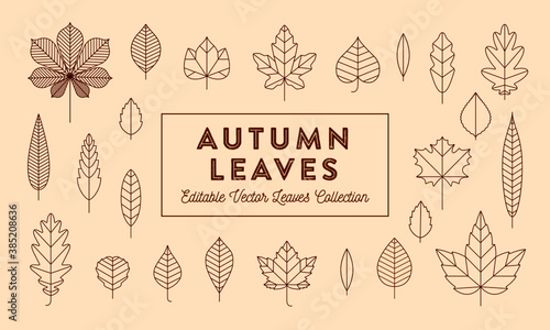 A collection of line art autumn leaves on an off-white background. Vector illustration. © Max_Lockwood