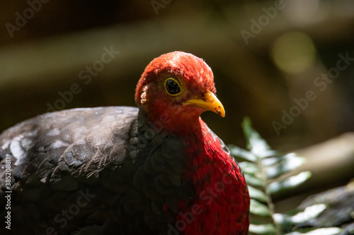 Nature wildlife image bird of crimson-headed partridge It is endemic to the island of Borneo © alenthien
