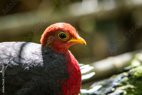 Nature wildlife image bird of crimson-headed partridge It is endemic to the island of Borneo