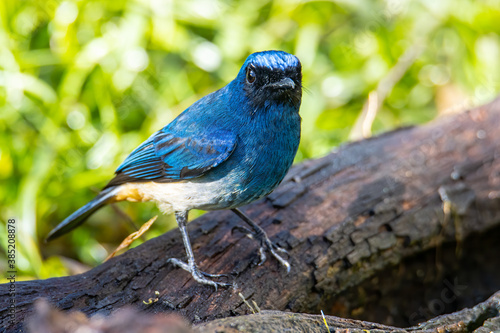 Beautiful blue color bird known as Rufous Vented Flycatcher perched on a tree branch at nature habits in Sabah, Borneo photo