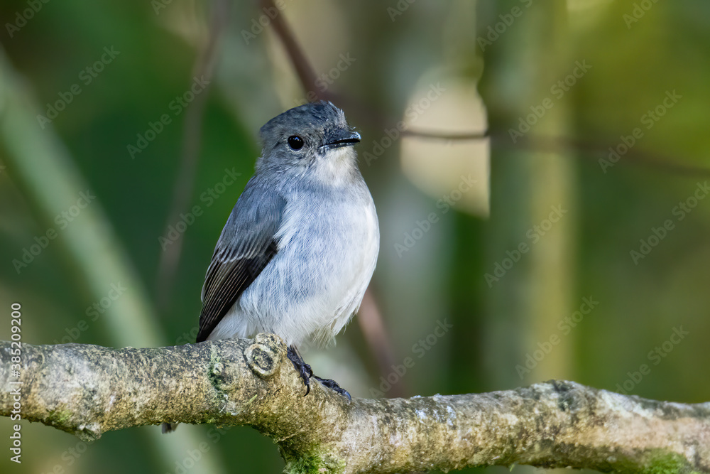 Fototapeta premium Nature wildlife bird species of Little Pied Flycatcher on perched on a tree branch found in Borneo, Sabah,Malaysia with nature wildlife background