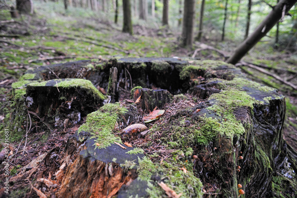 Seelbach, Tretenbach, Vorberzone des Schwarzaldes: Wald mit Naturverjüngung. Seelbach, Tretenbach, Vorberzone des Schwarzaldes: Wald mit Naturverjüngung.