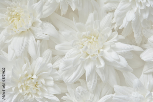 白色の菊  © tamayura39