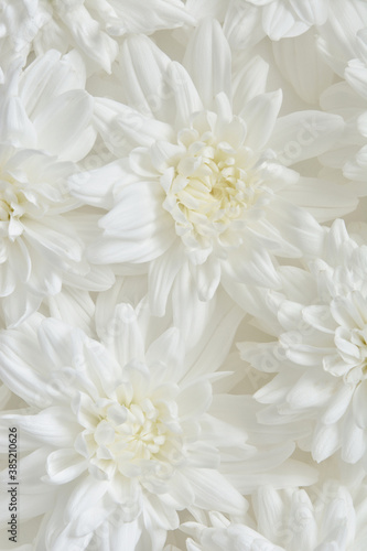 白色の菊  © tamayura39