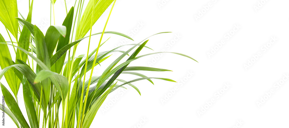Naklejka premium Green houseplant for decoration isolated on white
