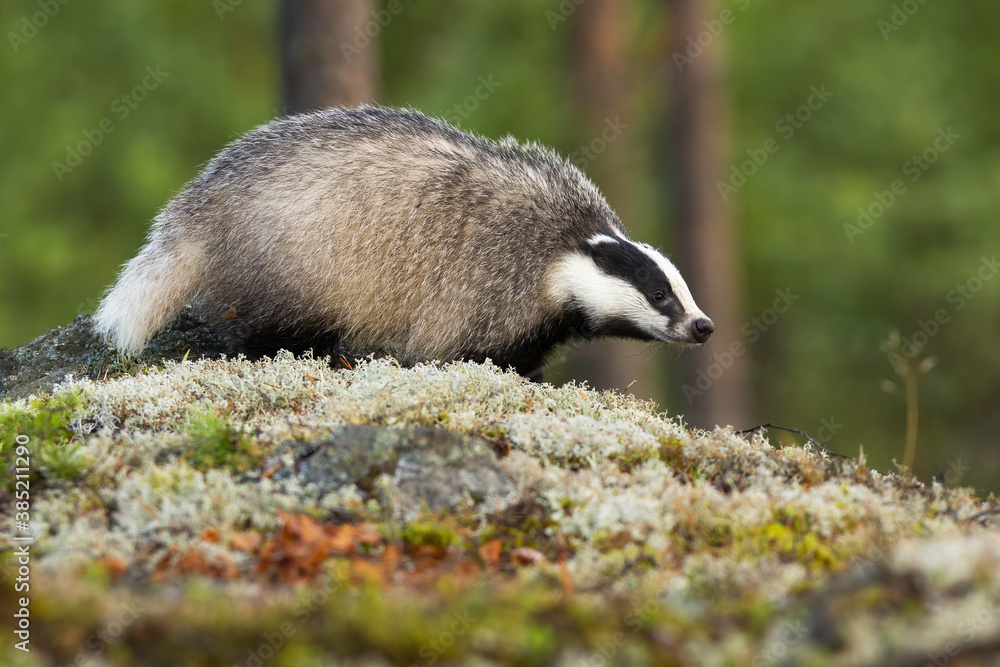 European badger, meles meles, walking on moss in summer forest. Mammal with black and white stripes on head going on rocks in summertime. Animal wildlife in green woodland.