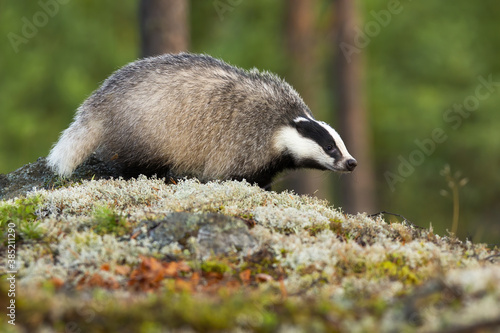 Obraz na płótnie European badger, meles meles, walking on moss in summer forest. Mammal with black and white stripes on head going on rocks in summertime. Animal wildlife in green woodland. w salonie