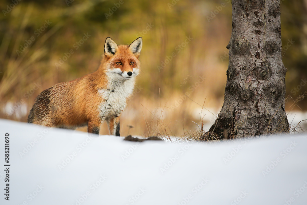 Naklejka premium Red fox, vulpes vulpes, standing in snowy forest in winter nature. Wild mammal with fluffy coatn looking around woodland in wintertime. Orange predator observing near the tree.