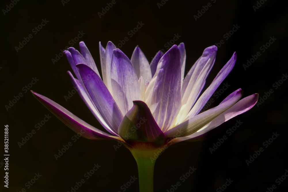 Fototapeta premium Purple and white water lily 