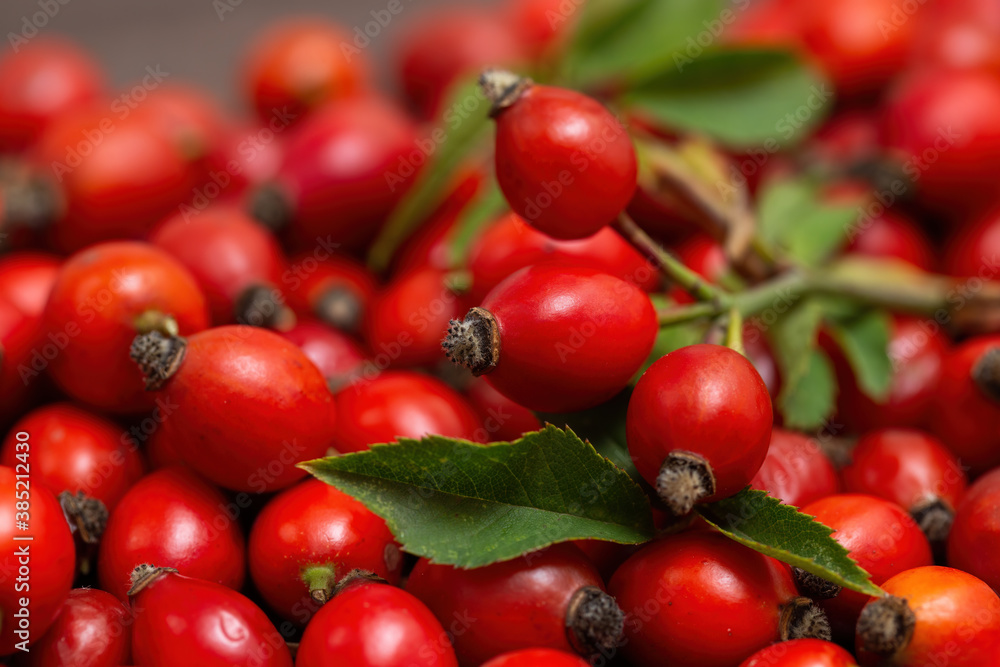 Heap of rose hip, rosa canina, fruits with green leaves. Freshly picked wild healthy red berries in detail. A lot of raw vitamin food background in close up.