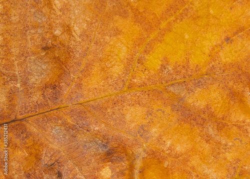 Surface of dry autumn oak leaf. Close-up.