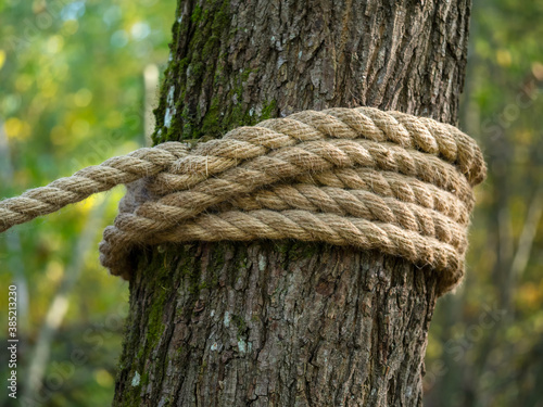 A thick hemp rope is wound around a tree. © Юлия Евдокимова